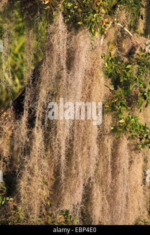 spanischem Moos (Tillandsia Usneoides), Epiphyten hängt in einem Baum, USA, Florida, Everglades Nationalpark Stockfoto