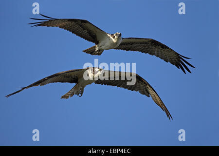 Fischadler, Fisch Hawk (Pandion Haliaetus), paar, USA, Florida fliegen Stockfoto