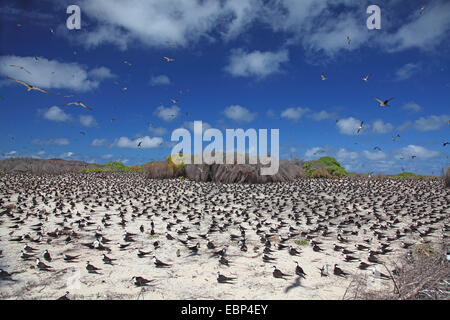 Sooty Tern (Sterna Fuscata), Kolonie auf gerodeten Boden, Seychellen, Bird Island Stockfoto