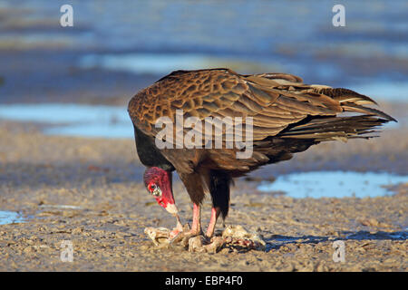 Türkei-Geier (Cathartes Aura), Fütterung, USA, Florida, Fort De Soto Stockfoto