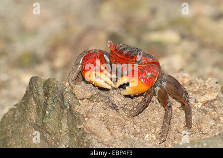 Red Claw Krabbe, Landkrabben (Cardisoma Carnifex), am Strand, Seychellen, Mahe Stockfoto