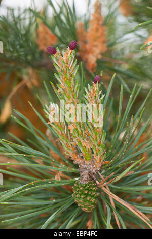 Föhre, Kiefer (Pinus Sylvestris), jungen Zweige mit weiblichen Zapfen, Deutschland Stockfoto