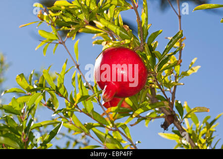 Granatapfel, Anar (Punica Granatum), Pomegrate auf einem Baum Stockfoto