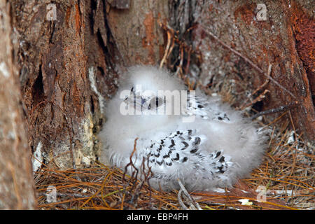 White-tailed tropische Vogel (Phaethon Lepturus), Geflügelspezialitäten im Nest, Seychellen, Bird Island Stockfoto