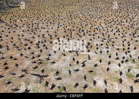 Sooty Tern (Sterna Fuscata), Kolonie auf gerodeten Boden, Seychellen, Bird Island Stockfoto