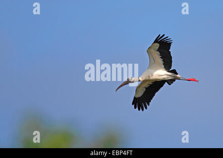 Amerikanische Holz Ibis (Mycteria Americana), fliegen, USA, Florida, South Venice Stockfoto