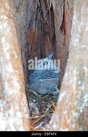 White-tailed tropische Vogel (Phaethon Lepturus), in einem Baum Slot, Seychellen, Bird Island Geflügelspezialitäten Stockfoto