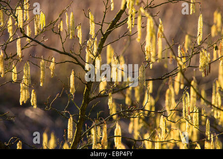 Haselnuss (Corylus Avellana), Zweig mit männlichen Kätzchen, Deutschland Stockfoto