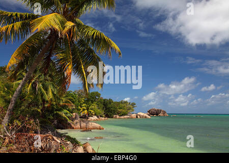 Strand von Anse Bateau, Seychellen, Praslin Stockfoto