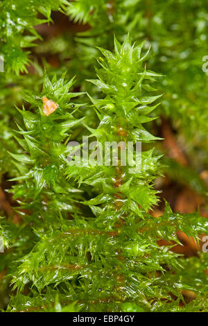 Großen Shaggy-Moos, Shaggy Moos, rauen Hals Moos, großen zottigen Moss, elektrisiert Cat Tail Moss (Rhytidiadelphus Triquetrus), Deutschland Stockfoto