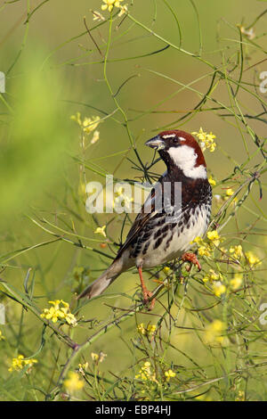 Spanische Sperling (Passer Hispaniolensis), männliche sitzen in ein Kreuzblütler, Bulgarien, Kap Kaliakra Stockfoto