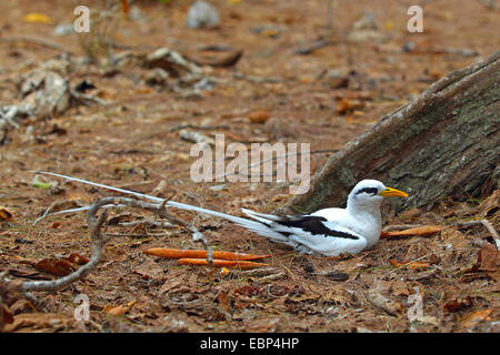 White-tailed tropische Vogel (Phaethon Lepturus), Frau sitzt auf dem Nest, Seychellen, Cousin Island Stockfoto