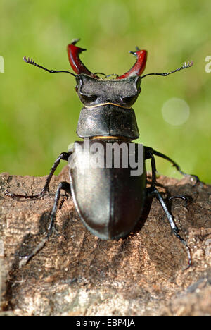 Hirschkäfer, Europäische Hirschkäfer (Lucanus Cervus), Männlich, Deutschland Stockfoto