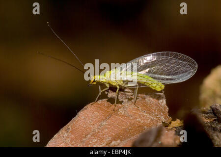 Florfliege (Hypochrysa Elegans), auf einem braunen Blatt, Deutschland Stockfoto