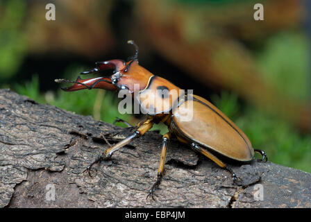 Hirschkäfer (Homoderus Gladiator), ale Stockfoto