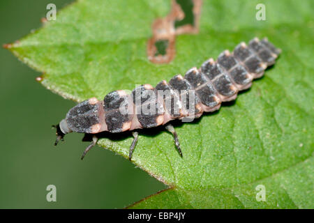 Glühwürmchen, Glühwürmchen, großen europäischen Glühwürmchen Käfer (Lampyris Noctiluca), Larve auf Blatt, Deutschland Stockfoto