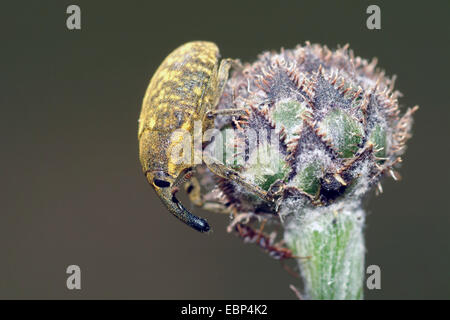 wahre Rüsselkäfer. (Larinus Planus), auf Flowerbud, Deutschland Stockfoto