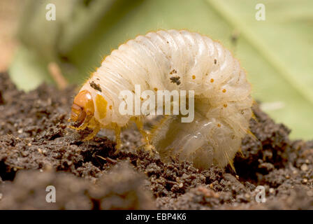 gemeinsamen Maikäfer, Maikäfer (Melolontha Melolontha), Maikäfer Grub, Deutschland Stockfoto