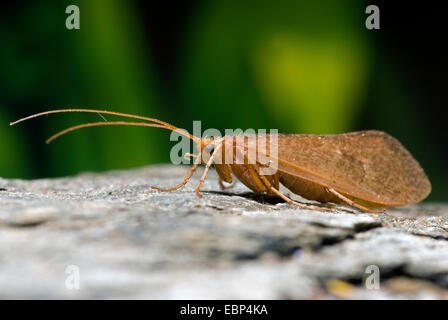 Caddisfly (Micropterna Sequax), auf einem Stein, Deutschland Stockfoto