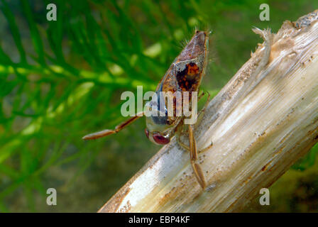 gemeinsame Backswimmer (Notonecta Glauca), Baden, Deutschland Stockfoto