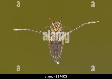 gemeinsame Backswimmer (Notonecta Glauca), Baden, Deutschland Stockfoto