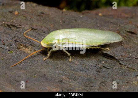 Kubanische Schabe, grüne Banane Schabe (Panchlora Nivea), auf einem Stein Stockfoto