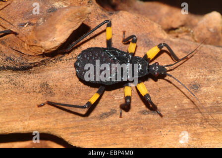 Wite-eyed Meuchelmörder Bug (Platymeris Biguttata), Assassin Bug ohne typische Punkte Stockfoto