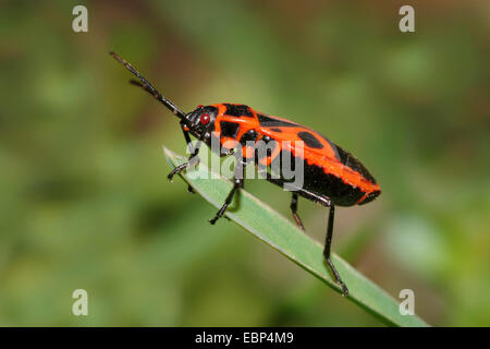 Firebug (Pyrrhocoris Apterus), auf einem Blatt, Deutschland Stockfoto