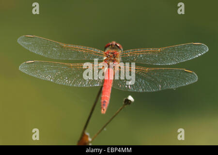 Rot geäderten Sympetrum (Sympetrum Fonscolombii, Sympetrum Fonscolombei), Männlich, Deutschland Stockfoto