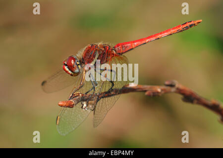 Rot geäderten Sympetrum (Sympetrum Fonscolombii, Sympetrum Fonscolombei), Männchen auf einem Zweig, Deutschland Stockfoto