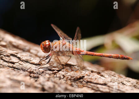 gemeinsamen Sympetrum, gemeinsame Darter (Sympetrum Striolatum), Männlich, Deutschland Stockfoto