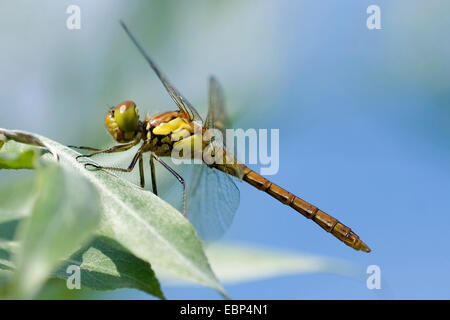 gemeinsamen Sympetrum, gemeinsame Darter (Sympetrum Striolatum), Weiblich auf einem Blatt, Deutschland Stockfoto