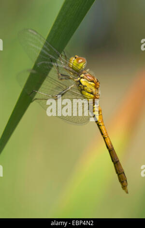 gemeinsamen Sympetrum, gemeinsame Darter (Sympetrum Striolatum), Weiblich auf ein Blatt, Deutschland Stockfoto