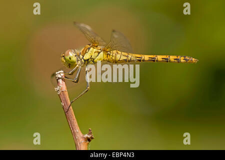 gemeinsamen Sympetrum, gemeinsame Darter (Sympetrum Striolatum), Weibchen auf einem Zweig, Deutschland Stockfoto