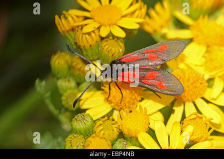 New Forest Burnet (Zygaena Viciae), gelbe Blüten, Deutschland Stockfoto