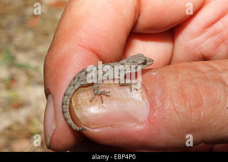 Kotschy der Gecko (Cyrtodactylus Kotschyi, Mediodactylus Kotschyi, Cyrtopodion Kotschyi), zum Größenvergleich auf eine Hand, Türkei, Anatolien, Lykien Stockfoto