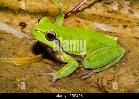 Sardische Laubfrosch, Tyrrhenische Laubfrosch (Hyla Sarda), Männlich, sitzen in einem Bach, Frankreich, Korsika, Haute-Corse Stockfoto