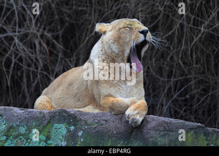 Asiatische Löwe (Panthera Leo Persica), Gähnen Stockfoto