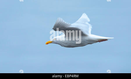 glaucous Möwe (Larus Hyperboreus), fliegen, Island Stockfoto