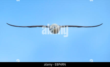 glaucous Möwe (Larus Hyperboreus), fliegen, Island Stockfoto