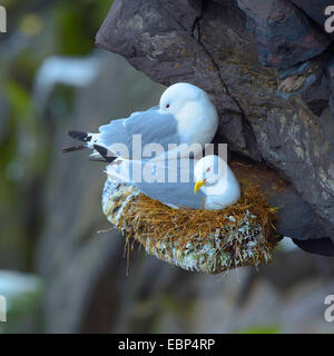 Schwarz-legged Kittiwake (Rissa Tridactyla, Larus Tridactyla), Zucht paar am Nest, Island Stockfoto