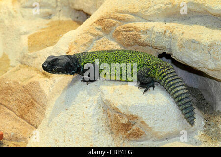 Afrikanische stacheligen angebundene Eidechse, lernten Mastigure (Dornschwanzagamen Acanthinurus, Dornschwanzagamen Acanthinura), Full-length Portrait in einem terrarium Stockfoto