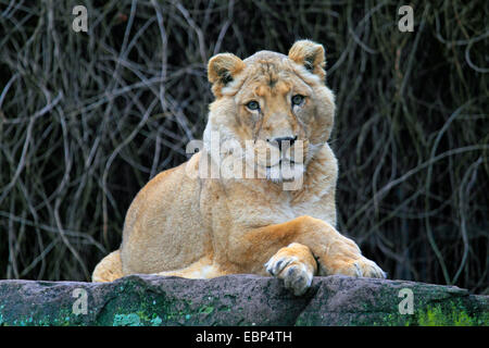 Asiatische Löwe (Panthera Leo Persica), liegend mit gekreuzten Pfoten auf einem Felsblock Stockfoto