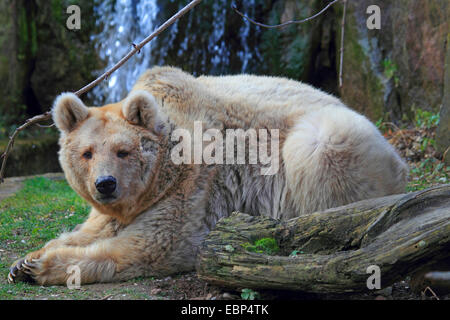 Syrischer Braunbär (Ursus Arctos Syriacus), Erwachsene Braunbär mit Licht braun Fell Stockfoto