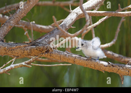 Weiße Seeschwalbe (Gygis Alba), sitzt ein paar Tage alt juveniler Vogel auf einem Ast eines Baumes, Seychellen, Bird Island Stockfoto