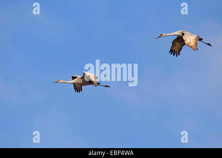 Sandhill Kran (Grus Canadensis), fliegen, Erwachsene und Jugendliche Vogel, USA, Florida Stockfoto