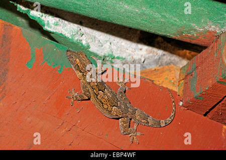 Leschenault Blatt-toed Gecko, Bellen Gecko (Hemidactylus Leschenaultii), Bellen Gecko aus Sri Lanka, Sri Lanka, Wilpattu Nationalpark Stockfoto