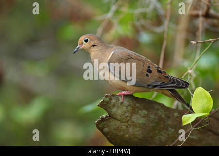 Trauer Taube (Zenaida Macroura), sitzt auf einem Stamm, USA, Florida Stockfoto