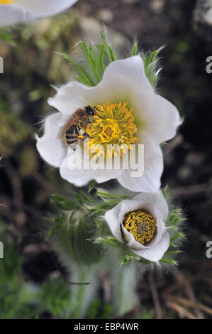 Kuhschelle (Pulsatilla Vulgaris Subspecies Grandis, Pulsatilla Grandis), weiße Blume mit Biene, Deutschland, Baden-Württemberg Stockfoto