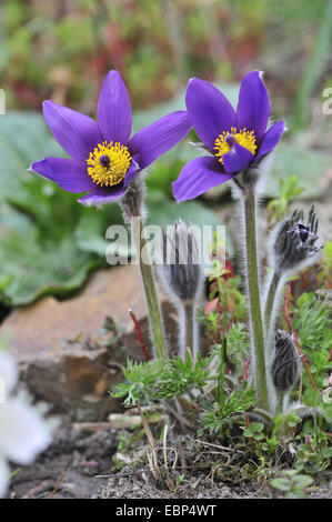 Kuhschelle (Pulsatilla Vulgaris Subspecies Grandis, Pulsatilla Grandis), blühen, Deutschland, Baden-Württemberg Stockfoto